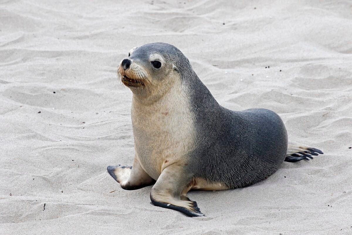 Cape Town Urges Public to Avoid Seals After First Confirmed Case of Seal Rabies