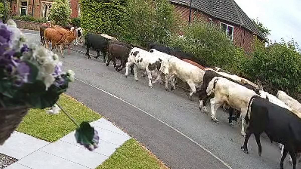 Herd of 45 Cows Break Free, Charge Through Ripon, Startling Teen and Local Family