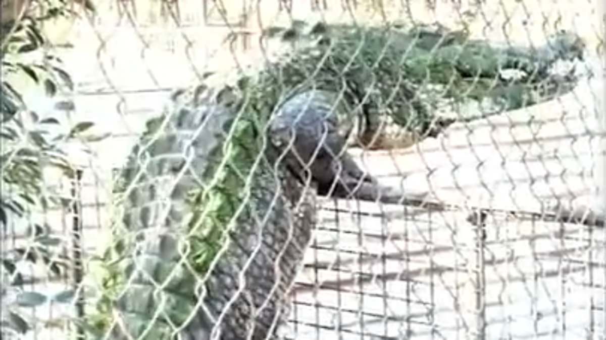 Visitors Warned to Prepare for Run as Crocodile Scales Fence at Malcolm Douglas Crocodile Park in Broome